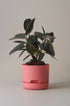 Mr Kitly x Decor selfwatering pots - Persimmon - Plantsmith | Indoor Plants Melbourne